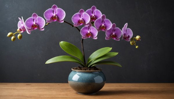 10 astuces pour sauver une orchidée en détresse